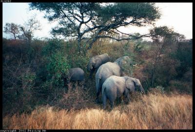 Elephants - Family Outing