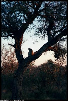 Vervet Monkey Enjoys the View at Sunset