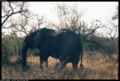A Large Male Elephant