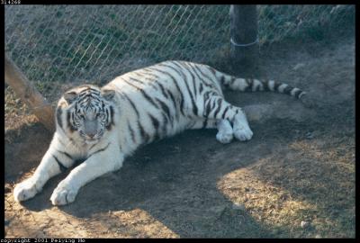 Cango Wildlife Ranch