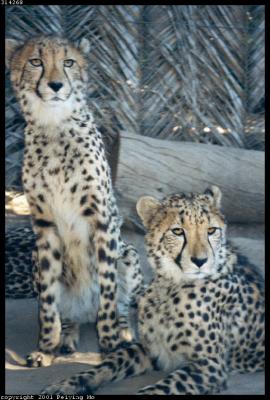 Cheetah Petting