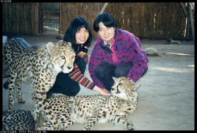 The Cheetahs & Us