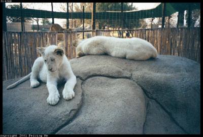 White Lion Cubs Awakening