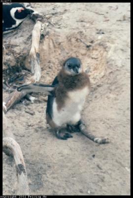 Baby Jackass Penguin