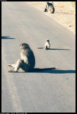Chacma Baboons Taking a Break