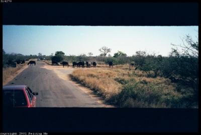 Buffalos Crossing Road