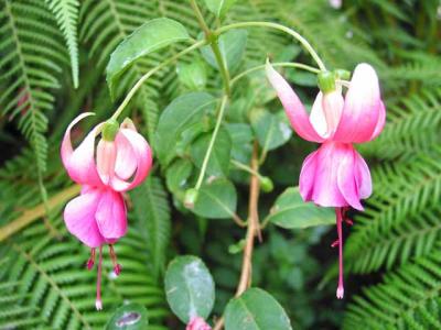 u8/faerie_39/medium/6470358.BleedingHeart.jpg