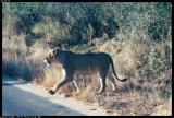 Lioness Dashes Out