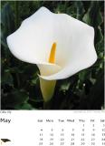 Calla Lily