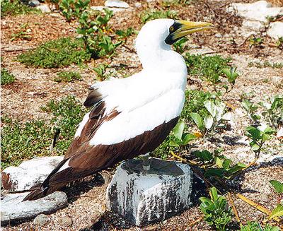 Atoba no Arquiplago de Abrolhos 2002