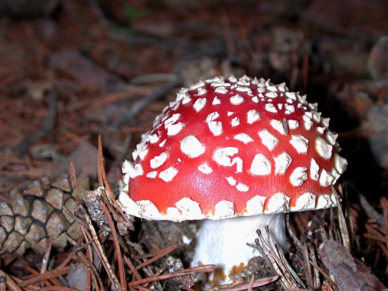 Amanita Muscaria