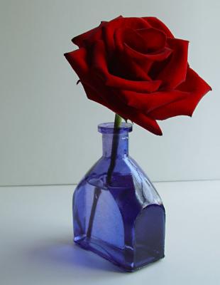 Red Rose II