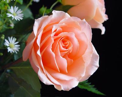 Anniversary Rose I