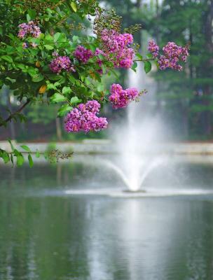 Crepe Myrtle