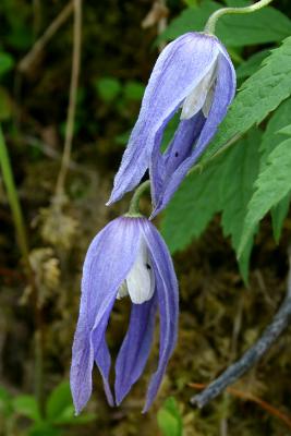 Clematis alpina