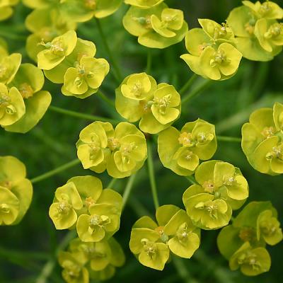 Euphorbia cyparissias