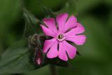 Silene dioica