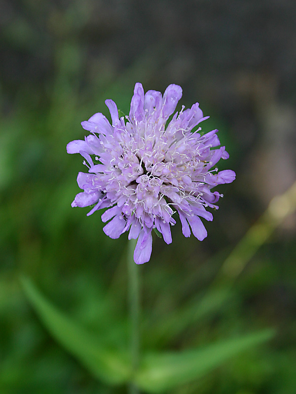 Knautia dipsacifolia