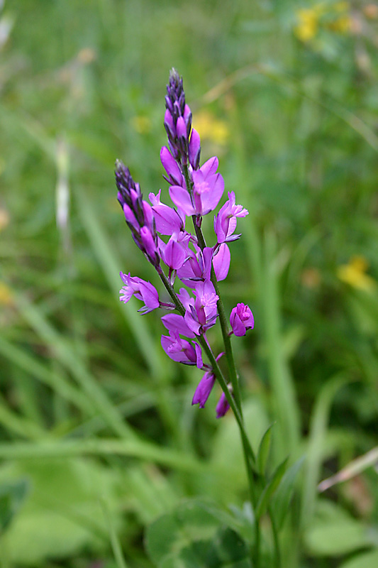 Polygala comosa
