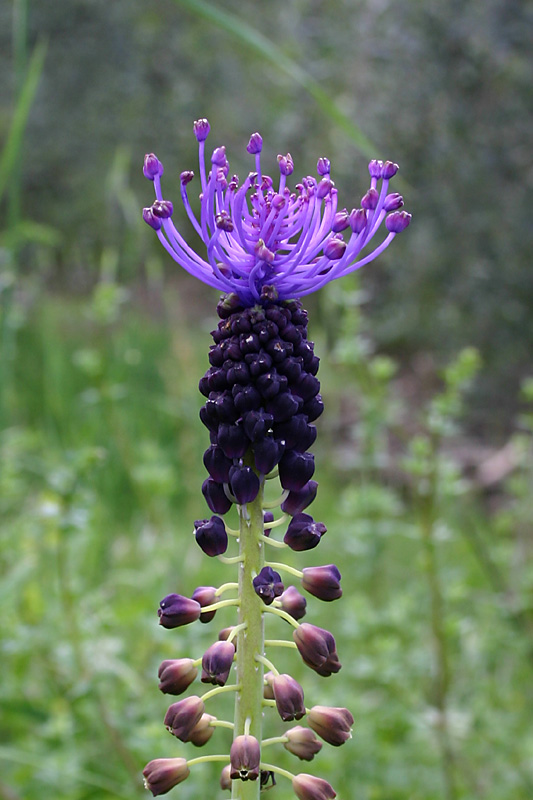 Muscari comosum