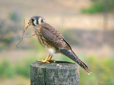 American Kestrel - Montana