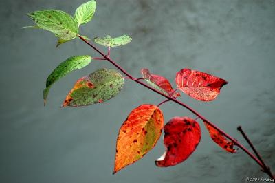 Leaves turning from green to red