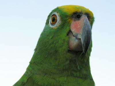 Parrot / Loro
