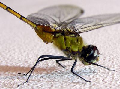 Green Dragonfly / Liblula verde