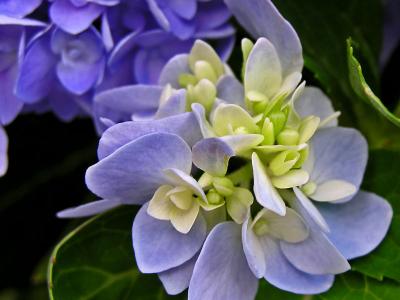 Blue hidrangea / Hortensia azul