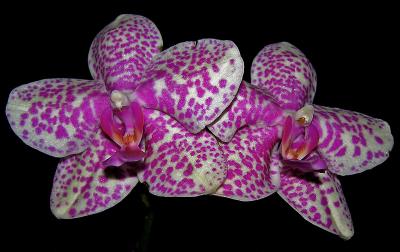 Orchid / Orqudea