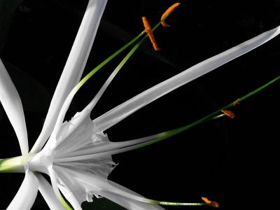 Spider lilly / Lirio blanco
