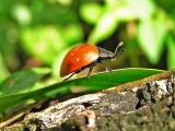 Small beetle / Pequeo escarabajo