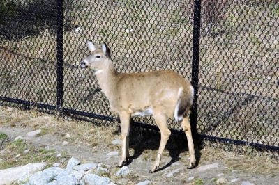 Deer1.jpg