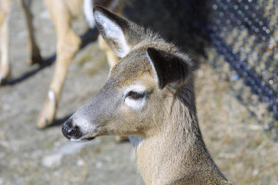 Deer2.jpg
