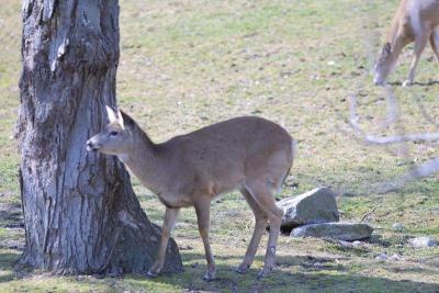 Deer4.jpg