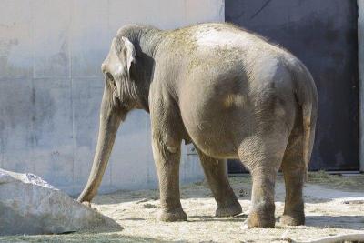 Elephant.jpg