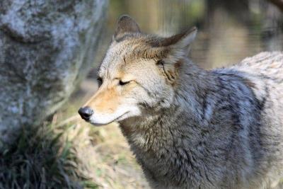 Coyote.jpg