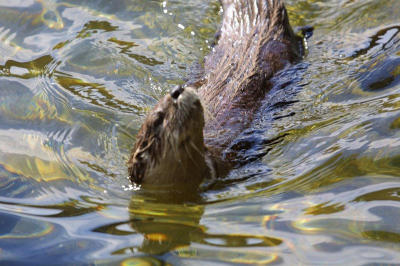 Otter.jpg