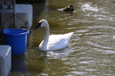 Swan.jpg