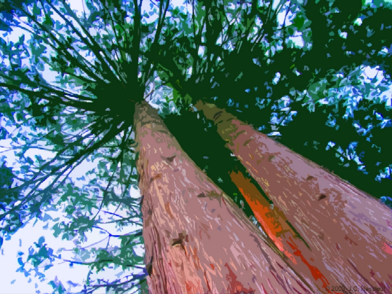 Up A Tree (cutout filter)