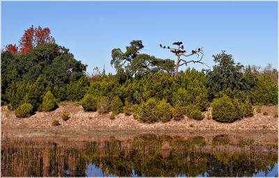Dead tree