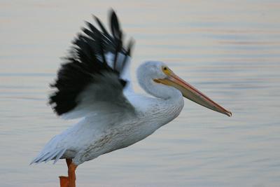 Pelican Takeoff