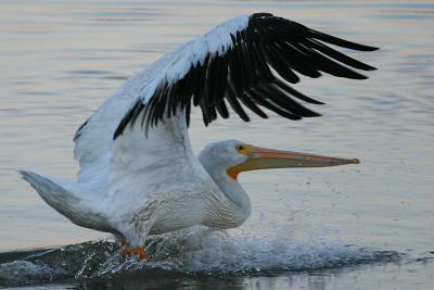 Pelican Landing