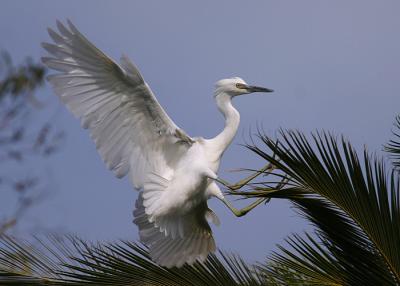 Snowy Egret