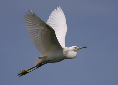 Snowy Egret