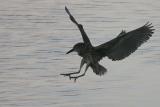 Young Black Crowned Night Heron