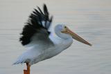 Pelican Takeoff