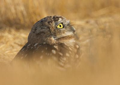 Burrowing owl Fremont IT0L5176.jpg