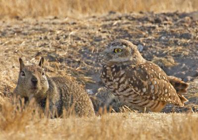 Burrowing owl and ground squirrel Fremont IT0L5087.jpg