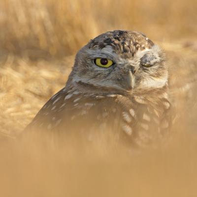 Burrowing owl winking Fremont IT0L5158-1.jpg